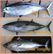 Perbedaan Antara Ikan Tuna Tongkol Tenggiri Dan Ikan Kembung